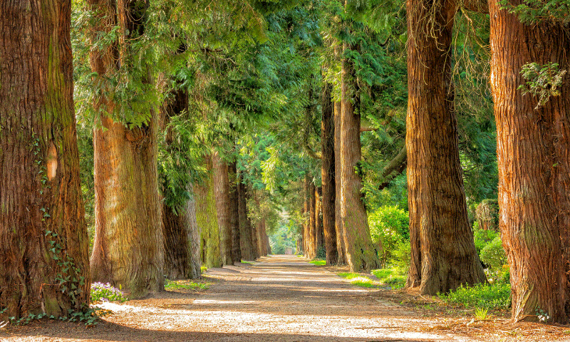 avenue_800x480