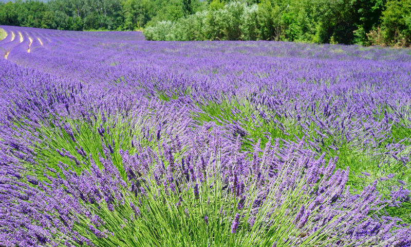 lavender-field_800x480
