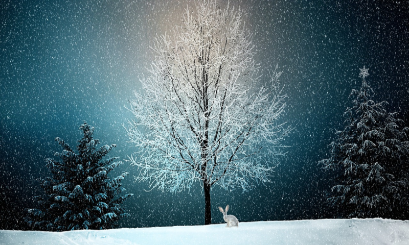 winter_800x480